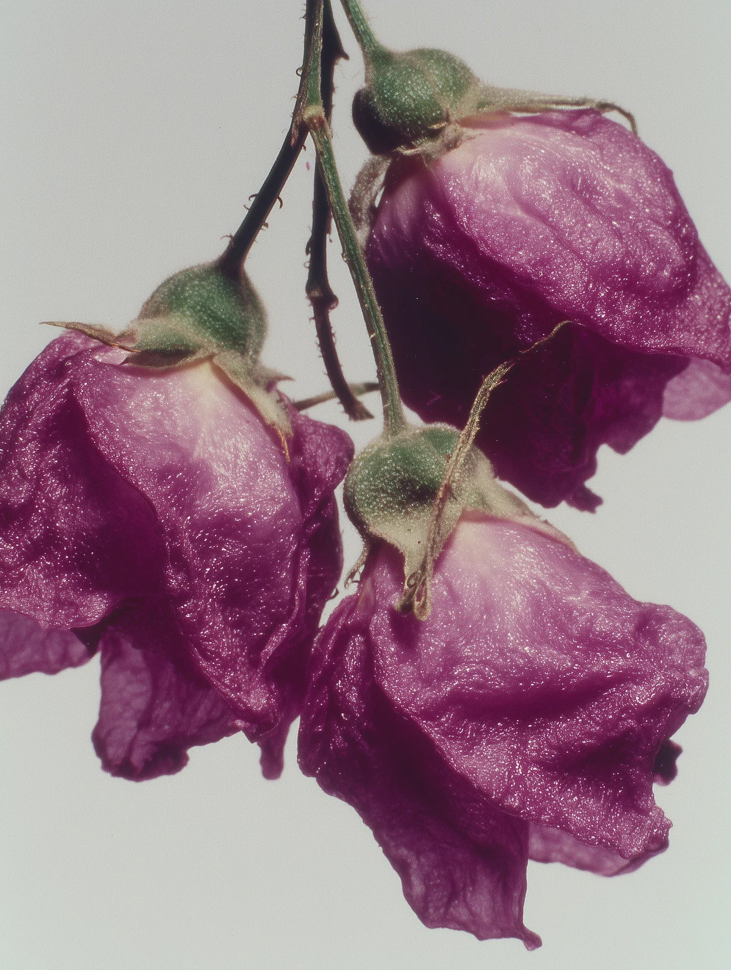 Vetiver